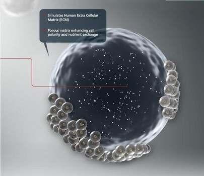 Alginate Core